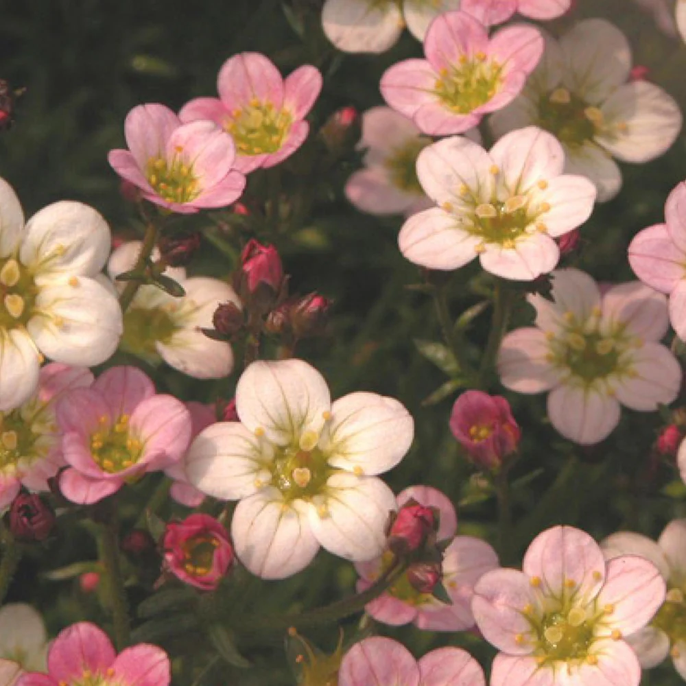 Saxifrage Ware's Crimson