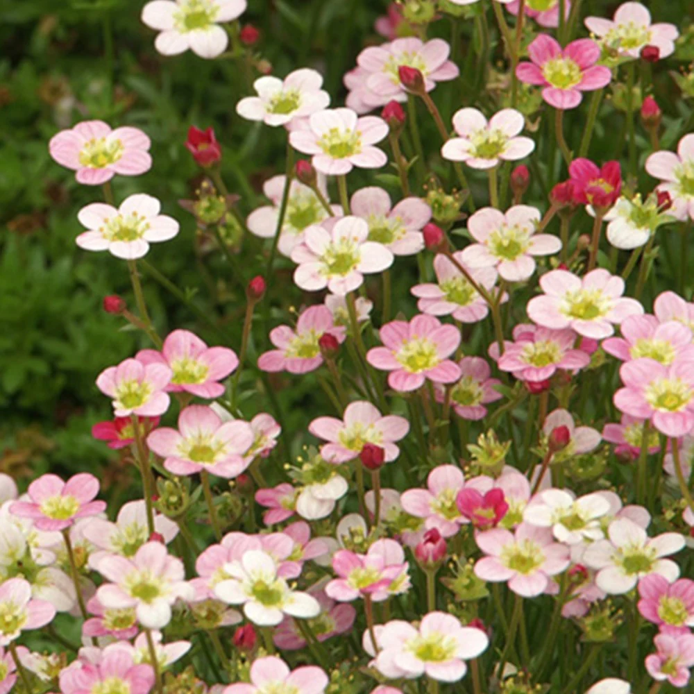 Saxifrage Ware's Crimson - Image 2