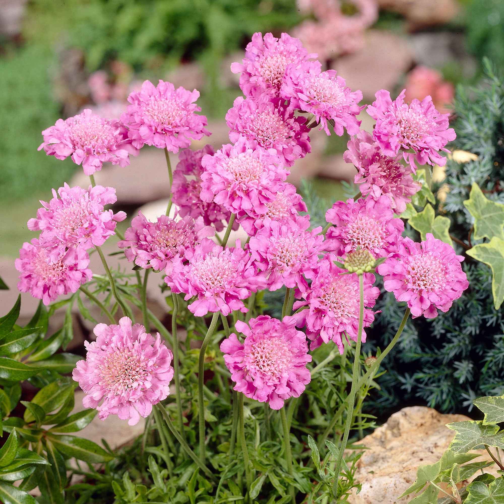 Scabieuse colombaire 'Pink Mist' - Image 2