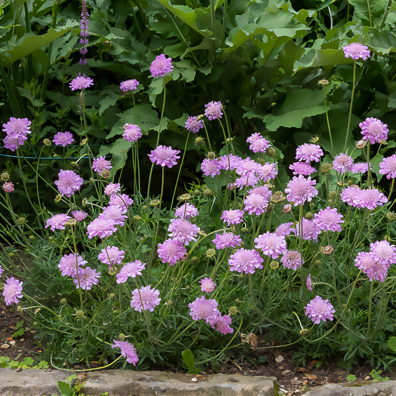Scabieuse colombaire 'Pink Mist' - Image 3