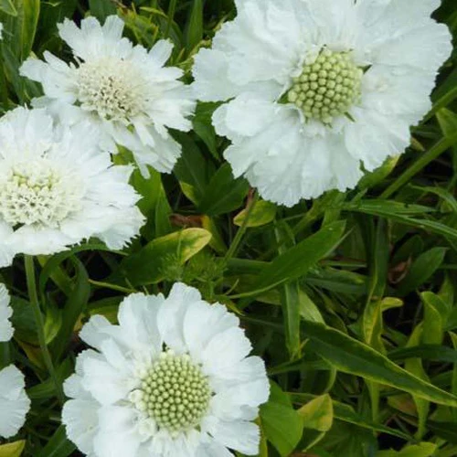 Scabieuse du Caucase blanche