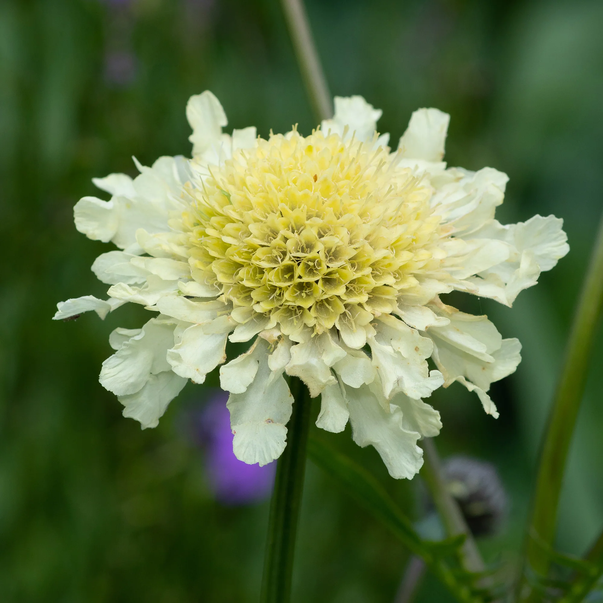 Scabieuse jaune - Image 3