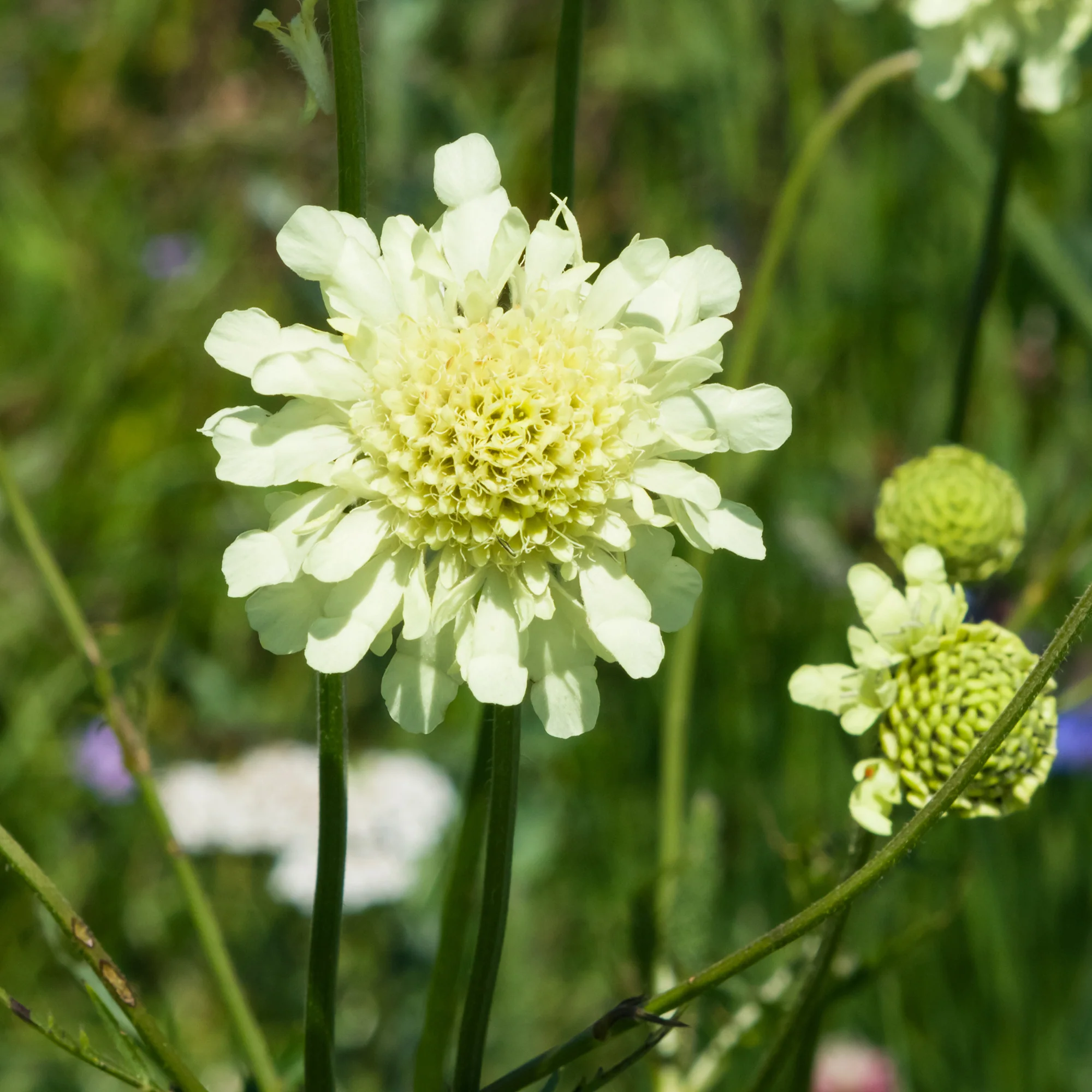 Scabieuse jaune - Image 4