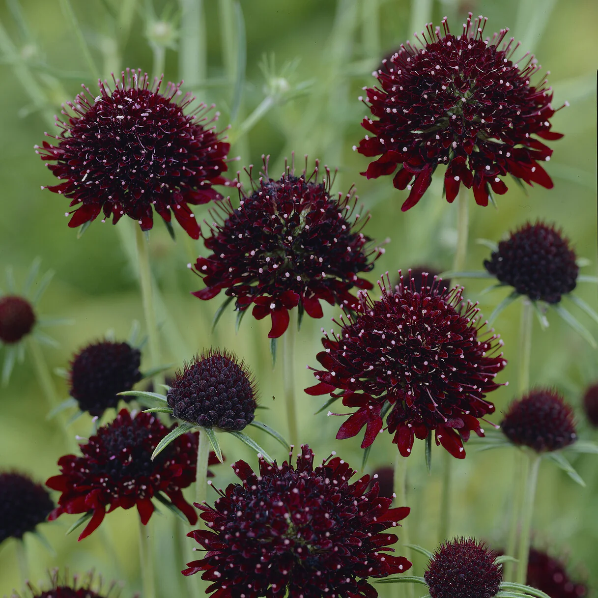 Scabieuse pourpre Chile Black - Image 2