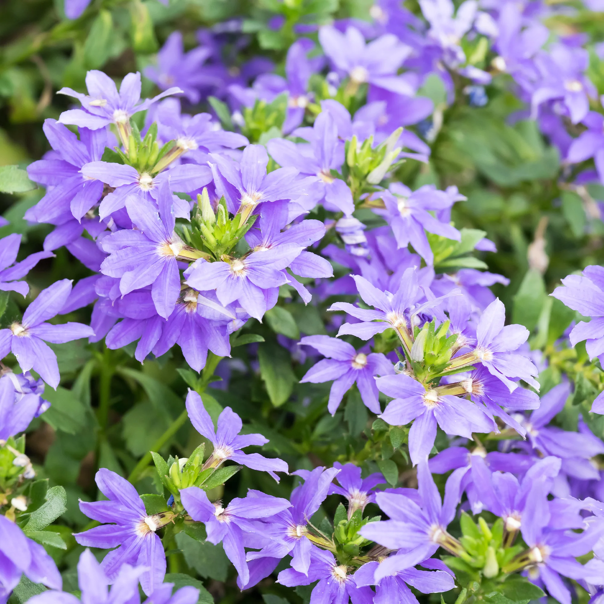 Scaevola violet - Image 2
