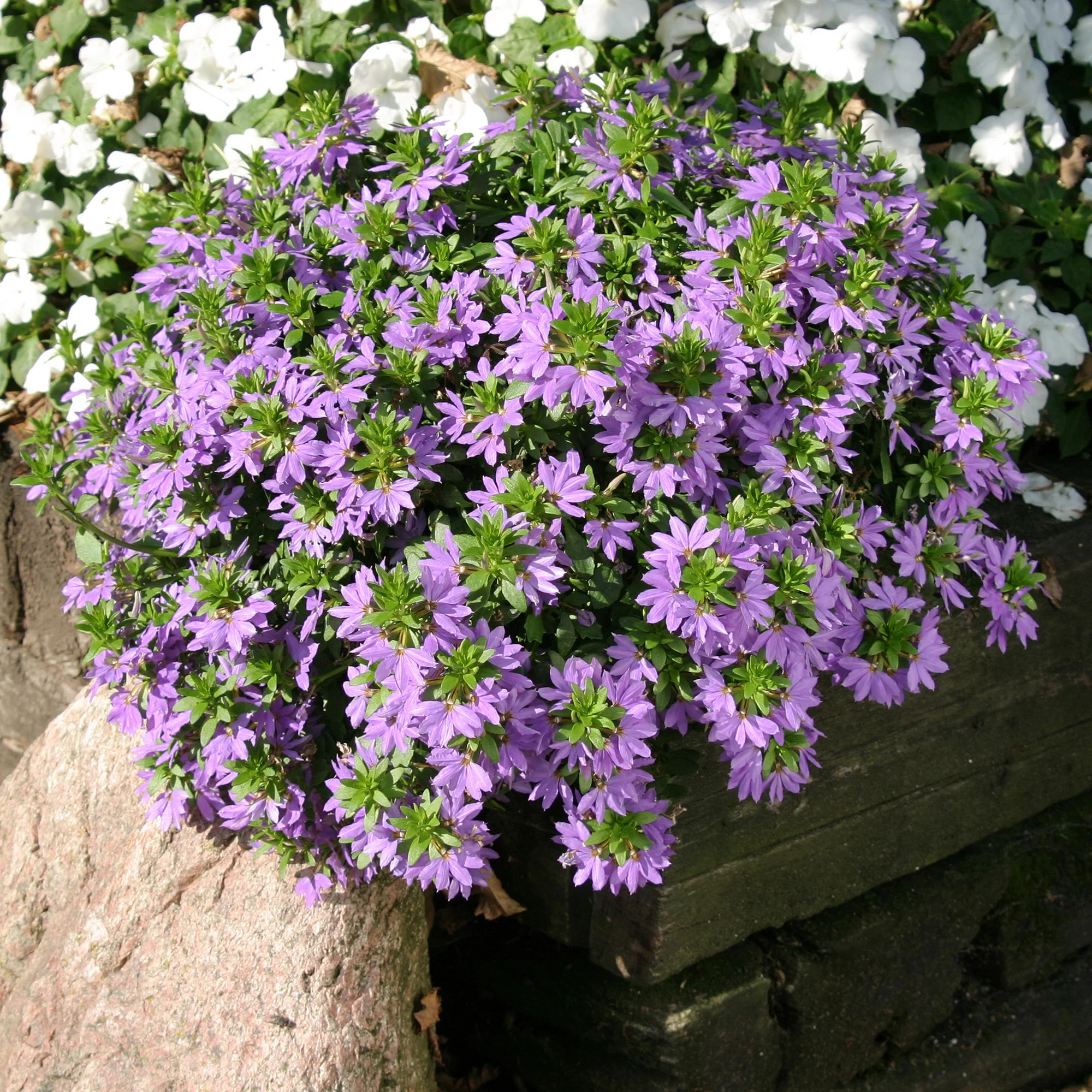 Scaevola violet - Image 3