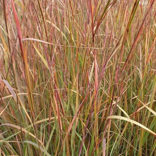 Schizachyrium scoparium Explosion