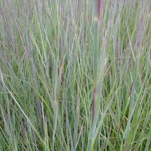Schizachyrium scoparium Prairie Blues