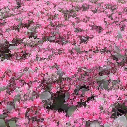 Sedum Bertram Anderson