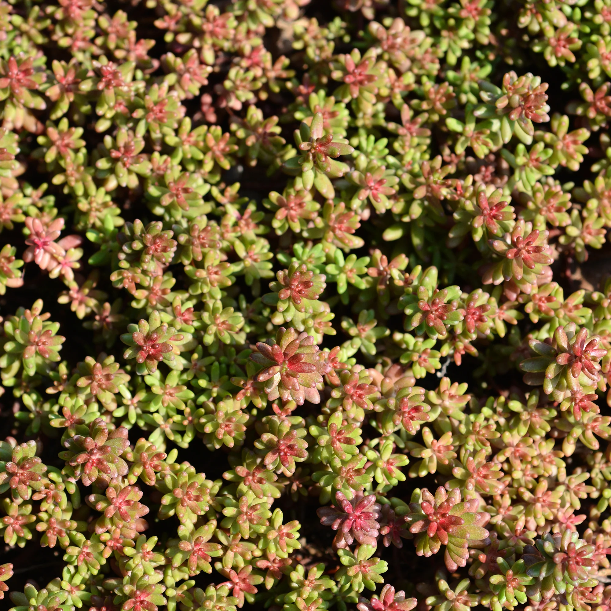 Sedum blanc tapissant