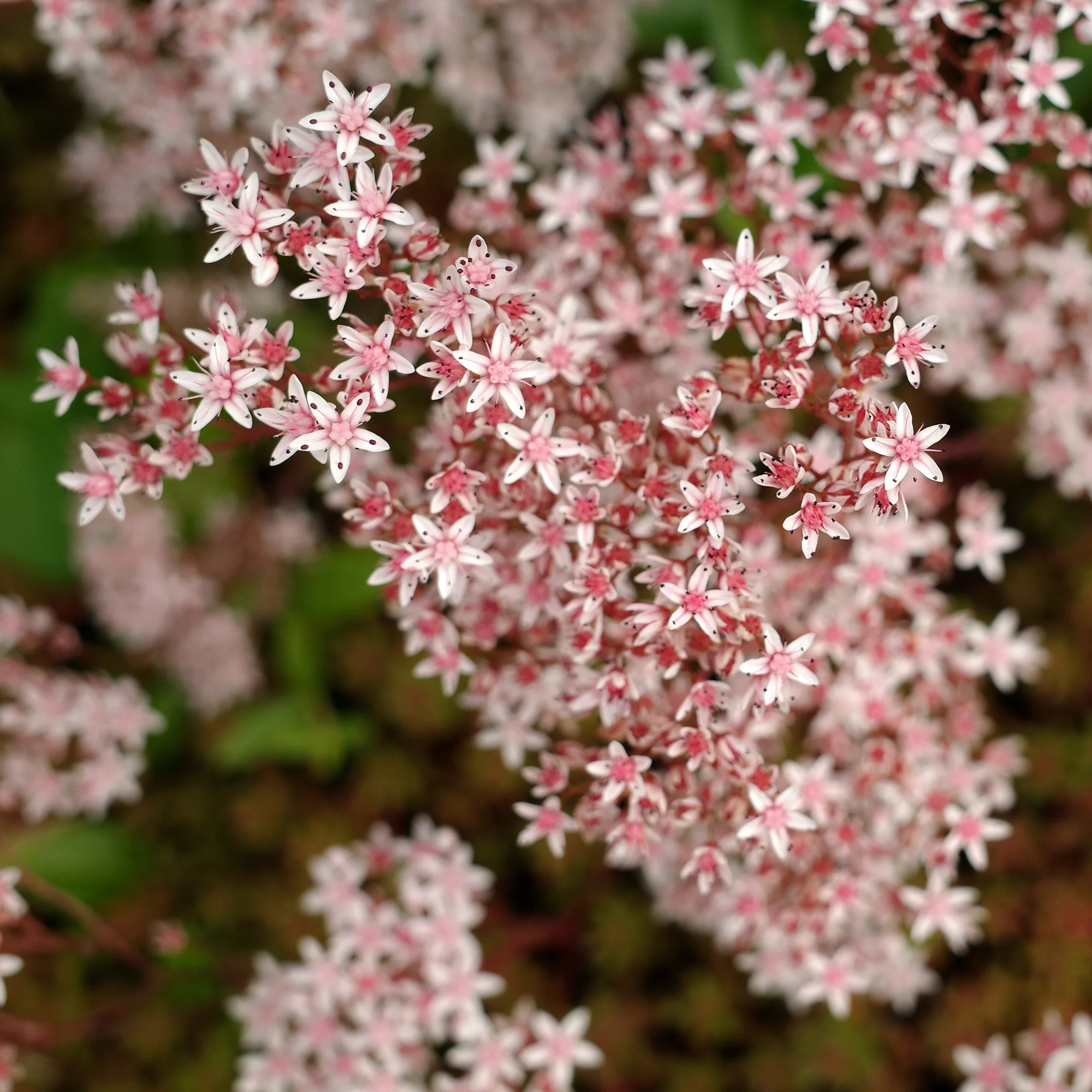Sedum blanc tapissant - Image 2