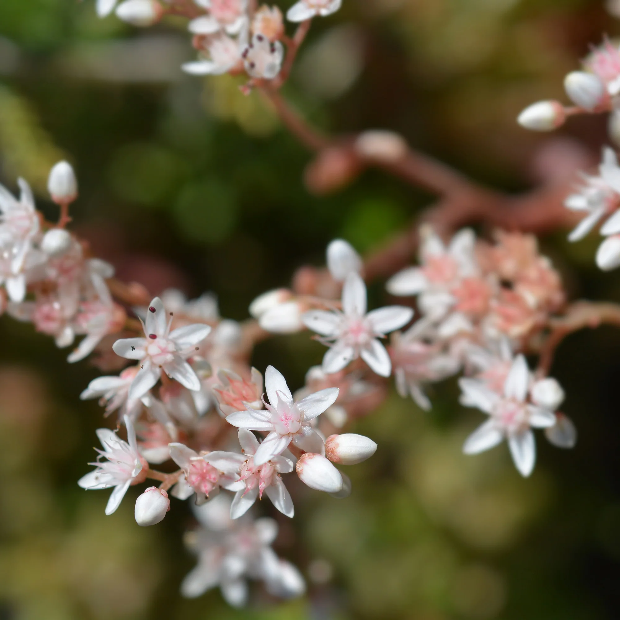 Sedum blanc tapissant - Image 3