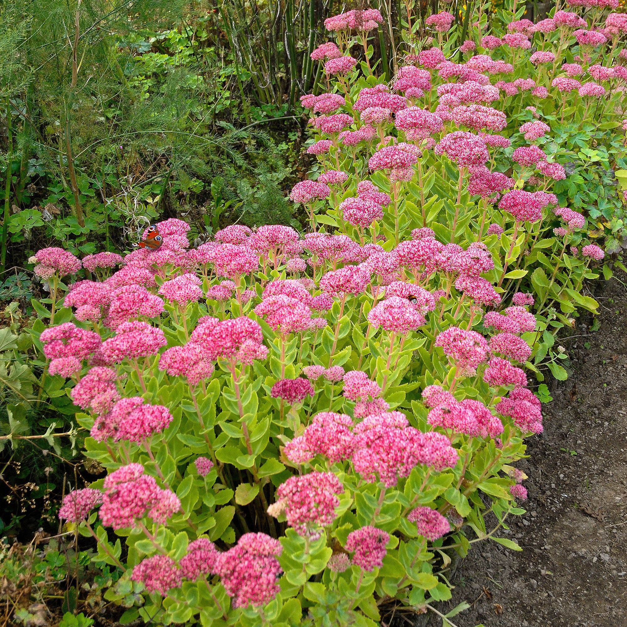 Sedum Brillant