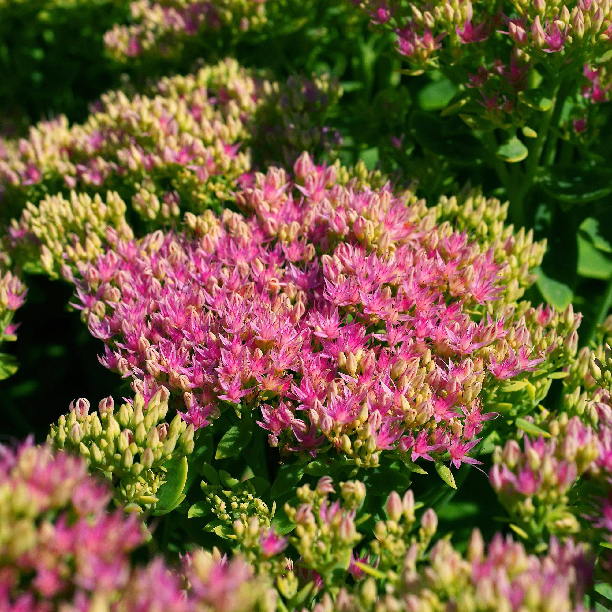 Sedum Brillant - Image 2
