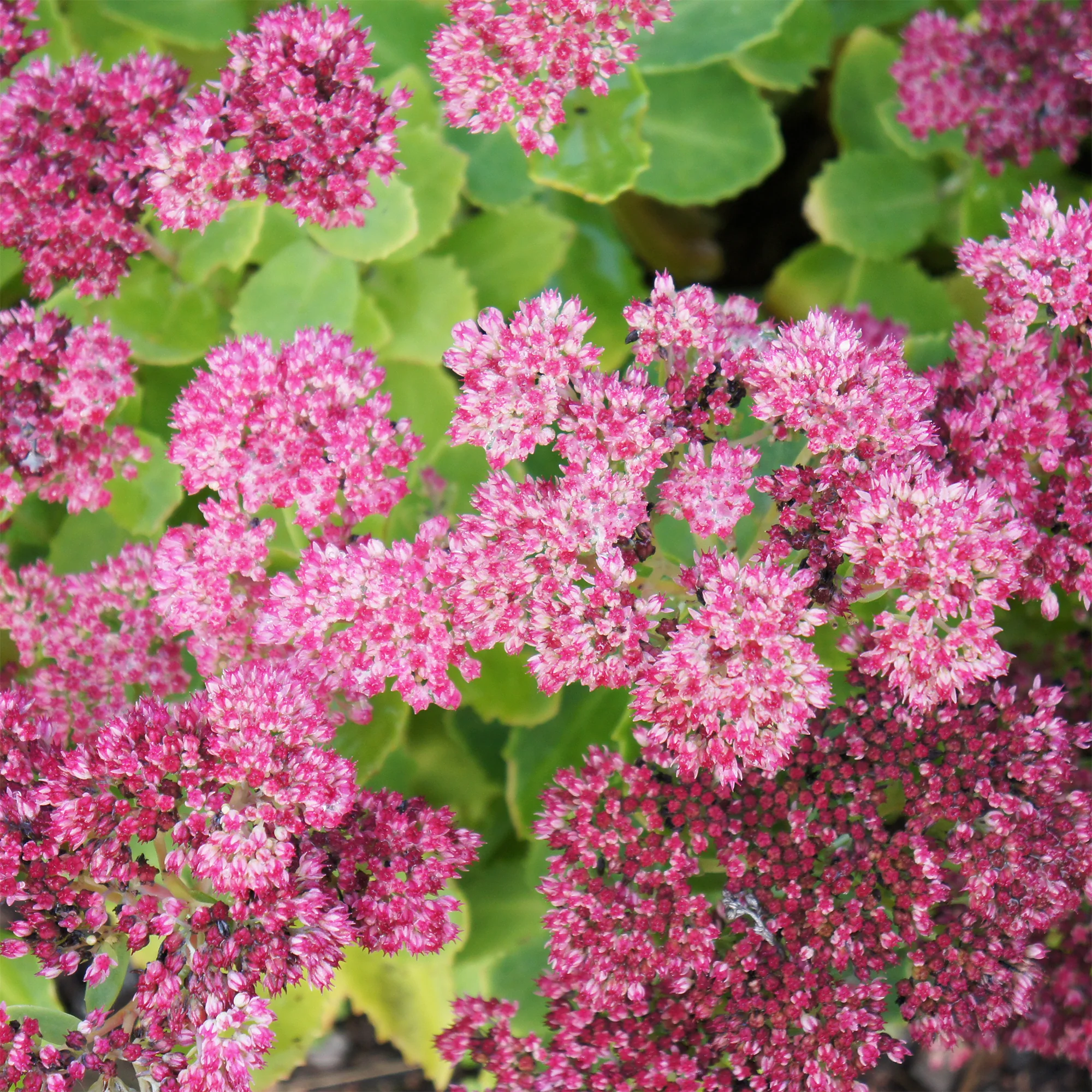 Sedum Brillant - Image 3