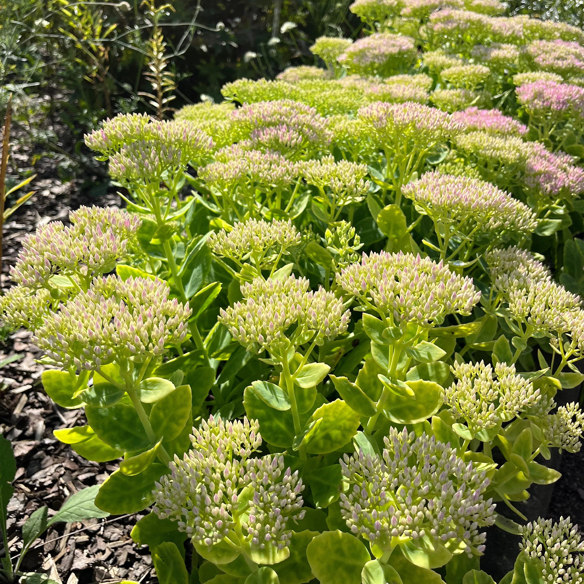 Sedum Brillant - Image 4