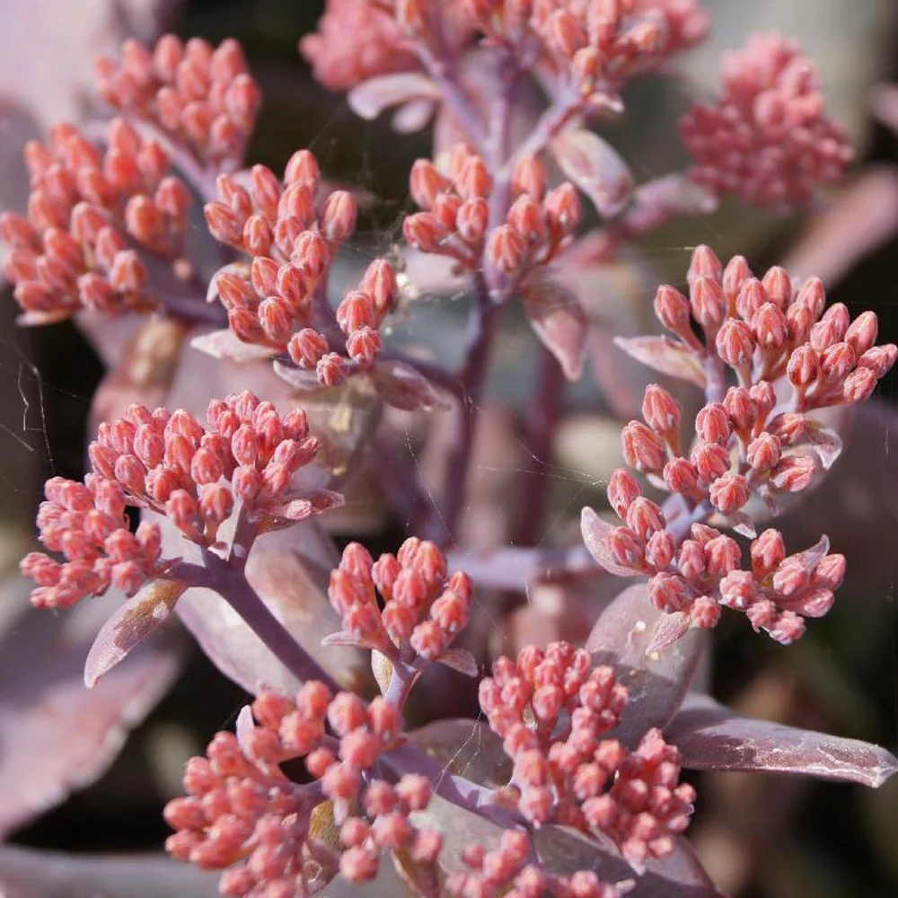 Sedum Chocolate Cherry - Image 2