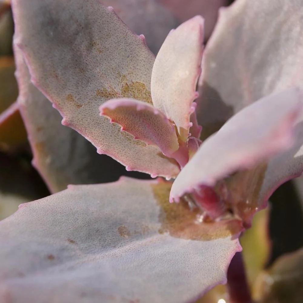 Sedum Chocolate Cherry - Image 3