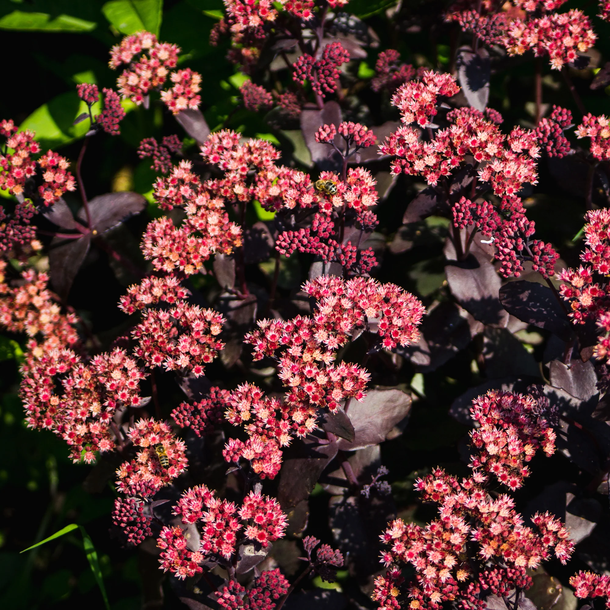 Sedum Chocolate Cherry - Image 4