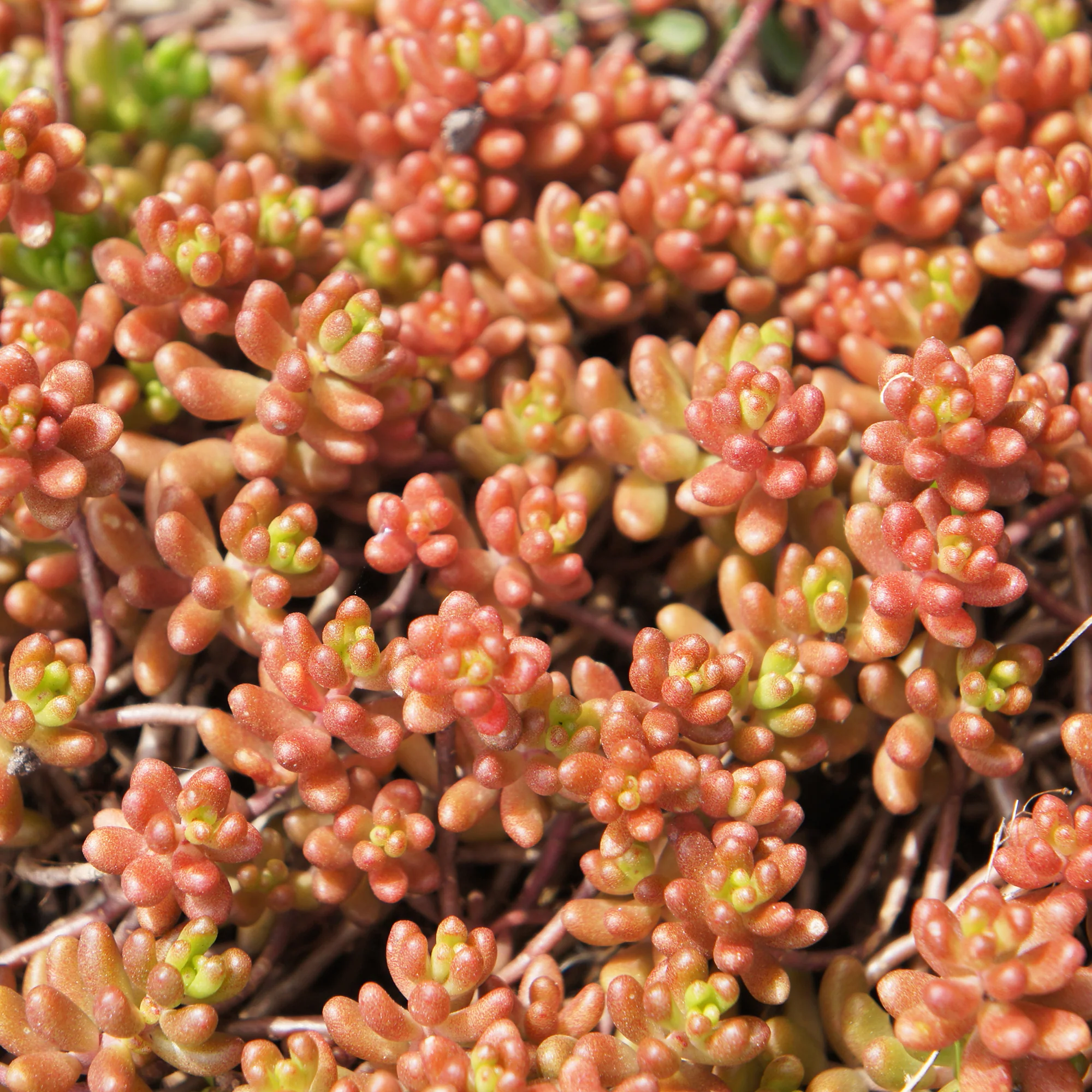 Sedum Coral Carpet