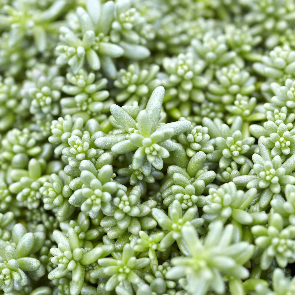 Sedum Coral Carpet - Image 2