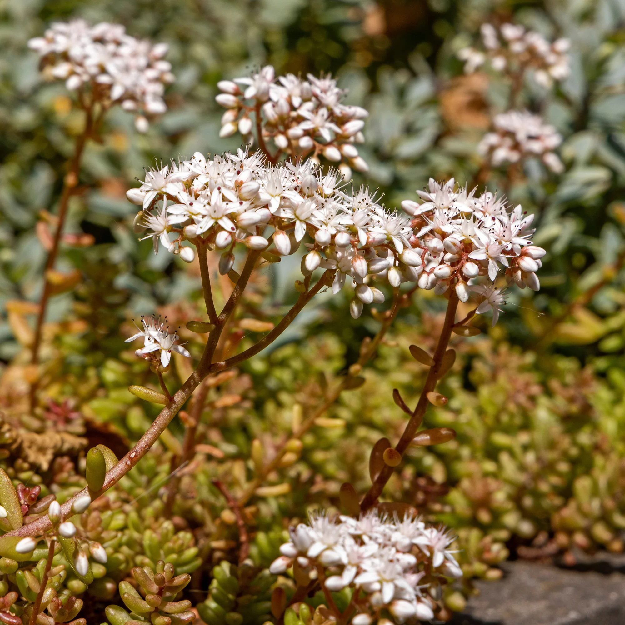 Sedum Coral Carpet - Image 3