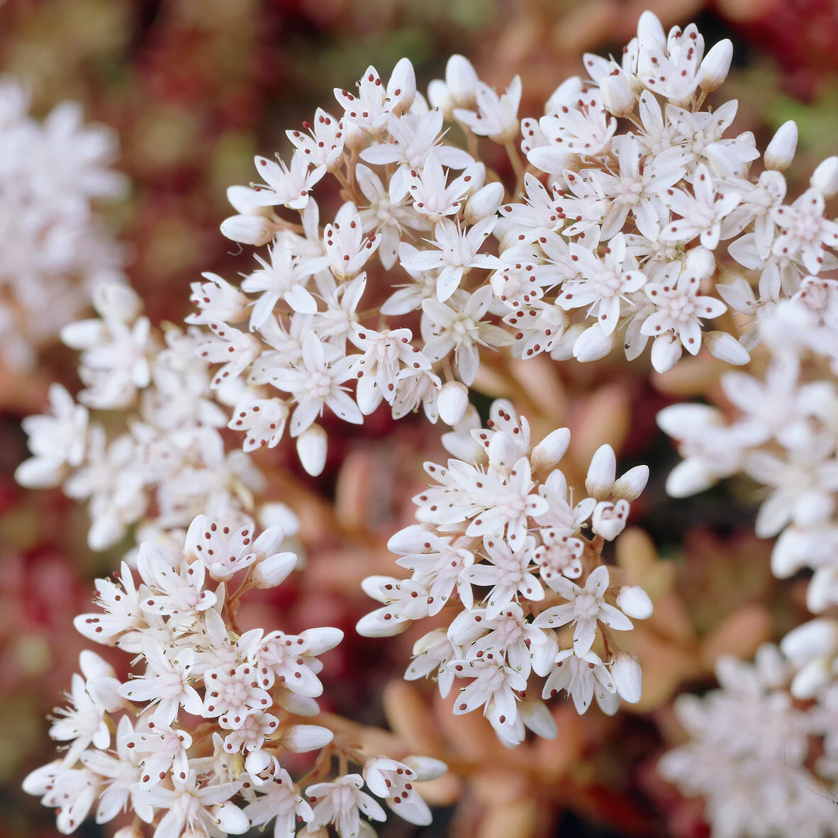 Sedum Coral Carpet - Image 4