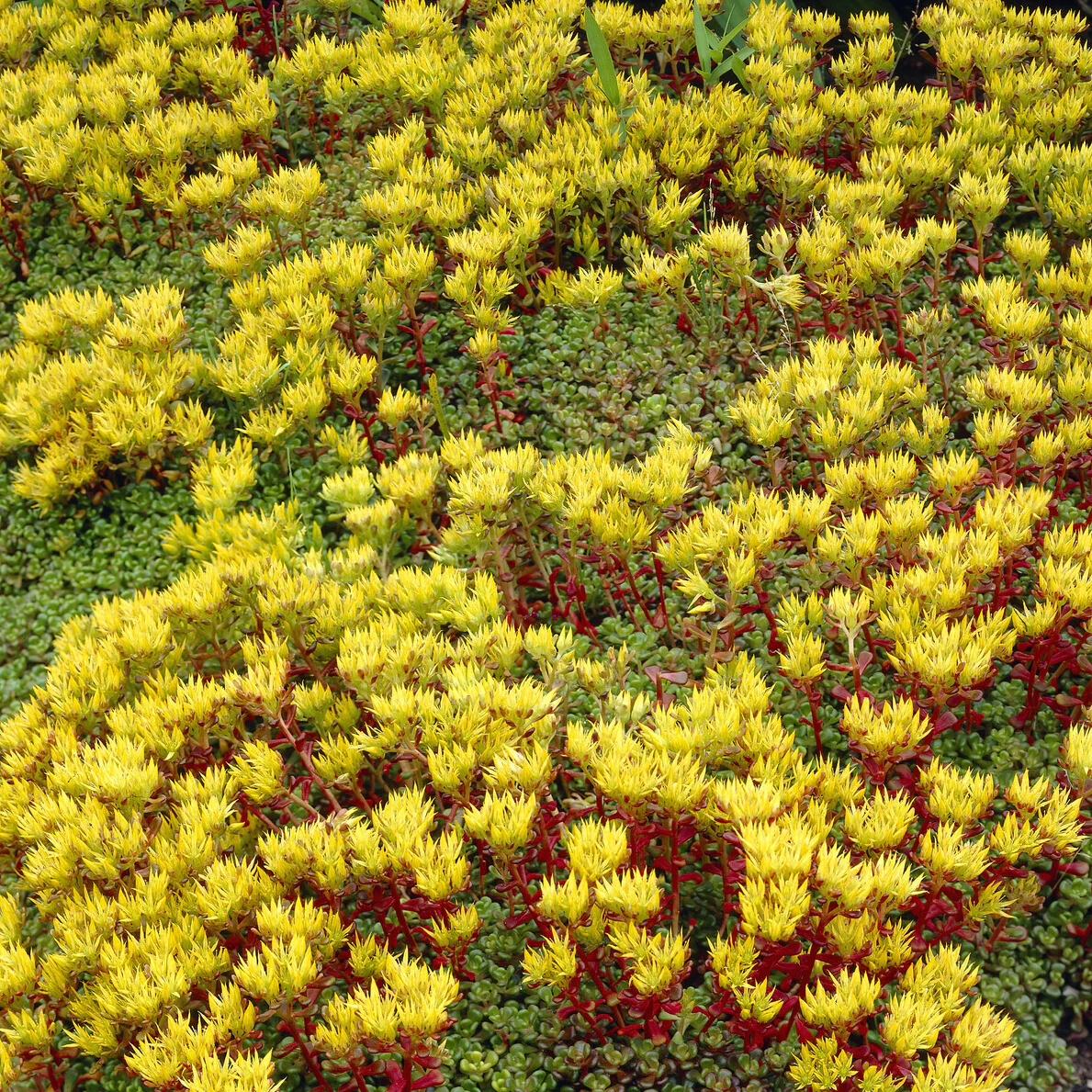 Sedum de l'Oregon - Image 2