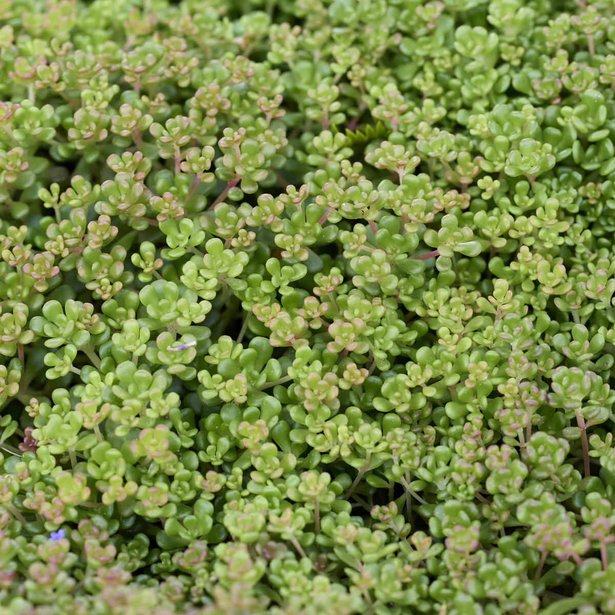 Sedum de l'Oregon - Image 3