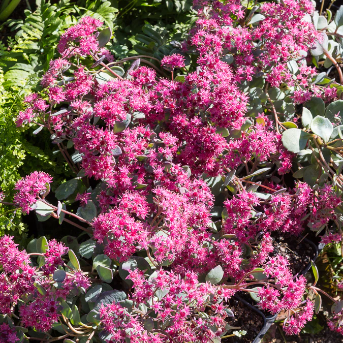 Sedum de Siebold - Image 2