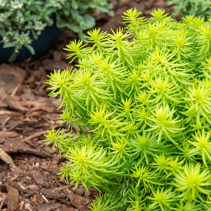 Sedum des rochers Angelina - Image 2