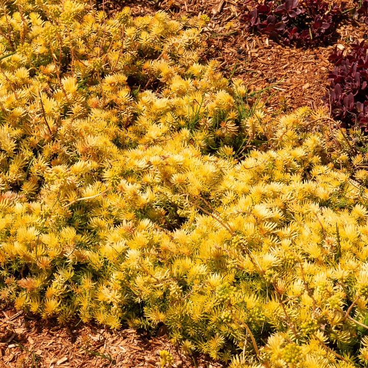 Sedum des rochers Angelina - Image 3