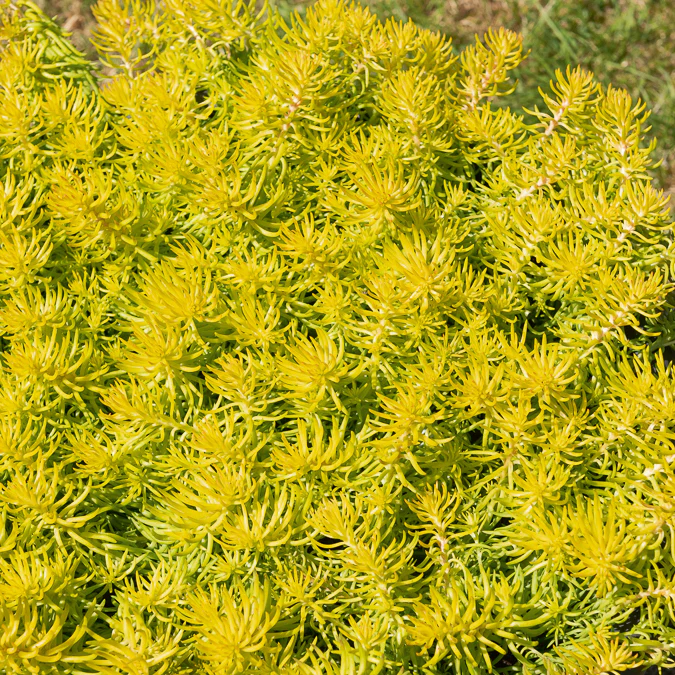 Sedum des rochers Angelina - Image 4