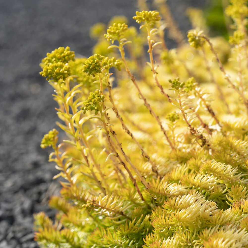 Sedum des rochers Angelina - Image 5