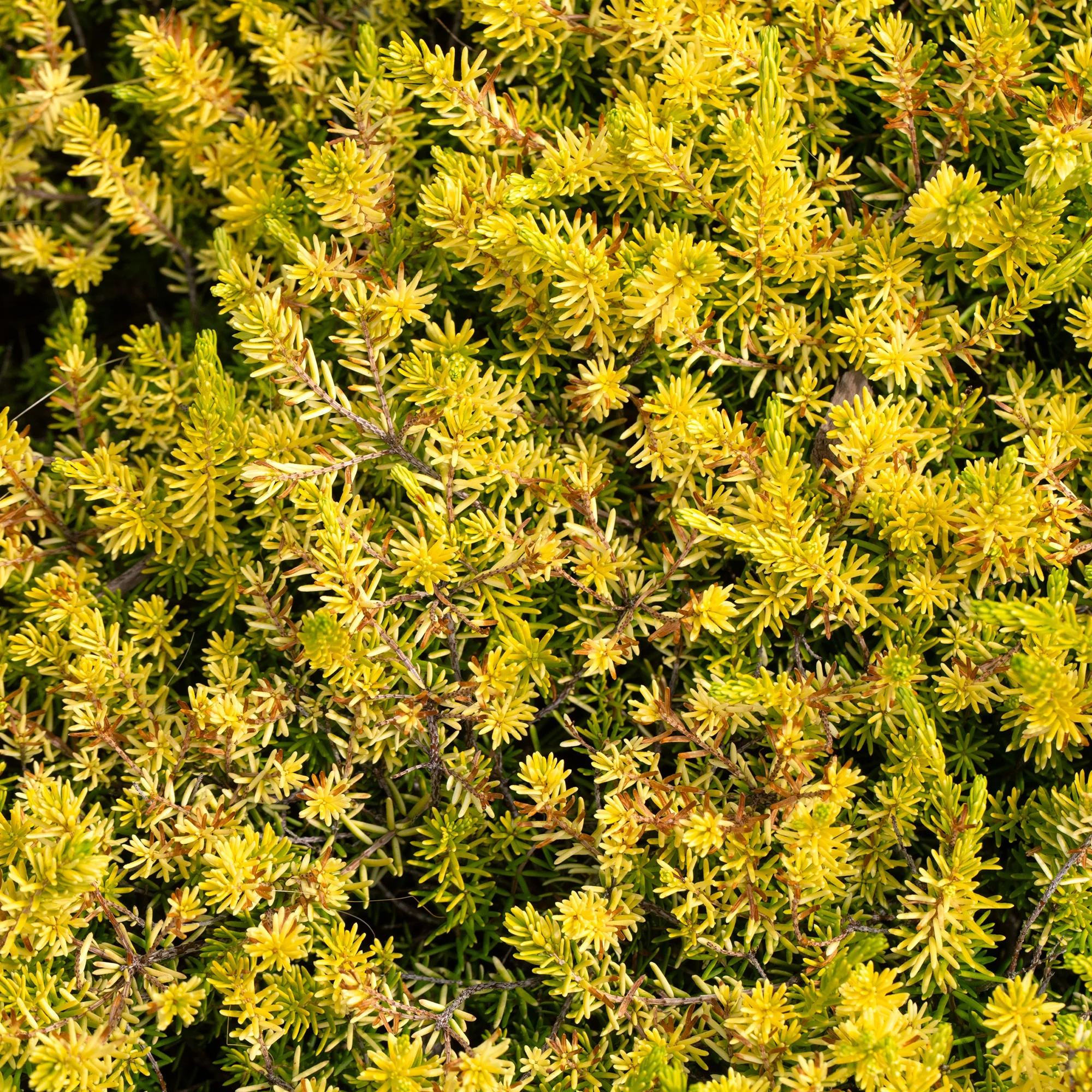 Sedum des rochers Angelina - Image 6