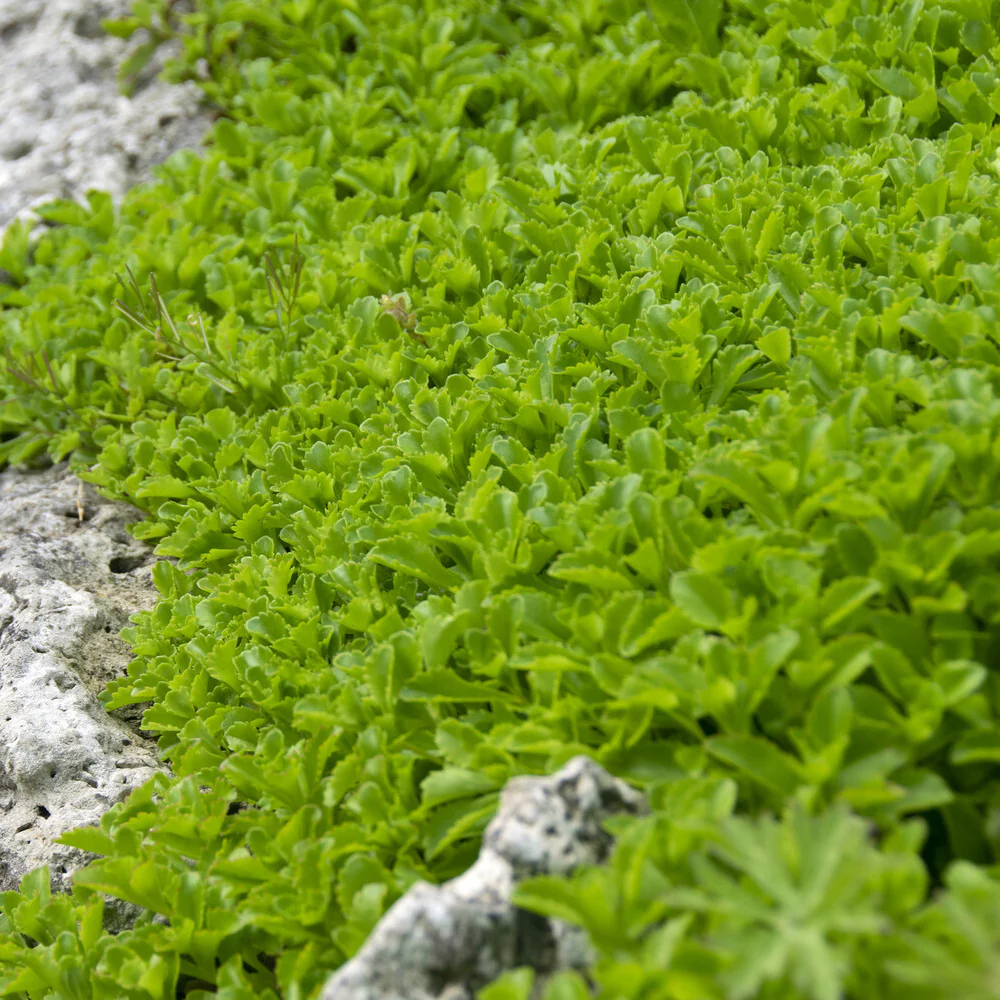 Sedum du Kamtschaka - Image 2