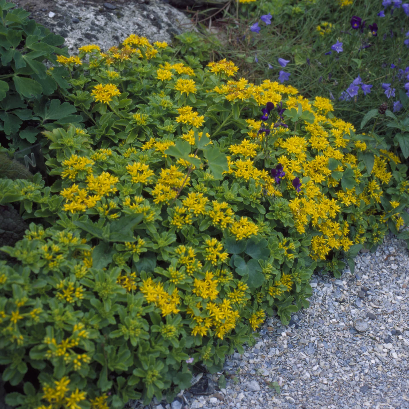 Sedum du Kamtschaka - Image 3