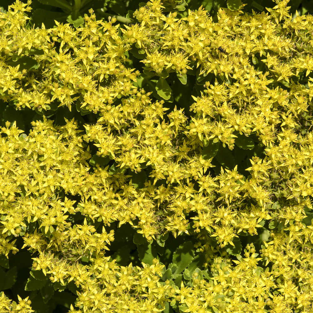 Sedum du Kamtschaka - Image 4
