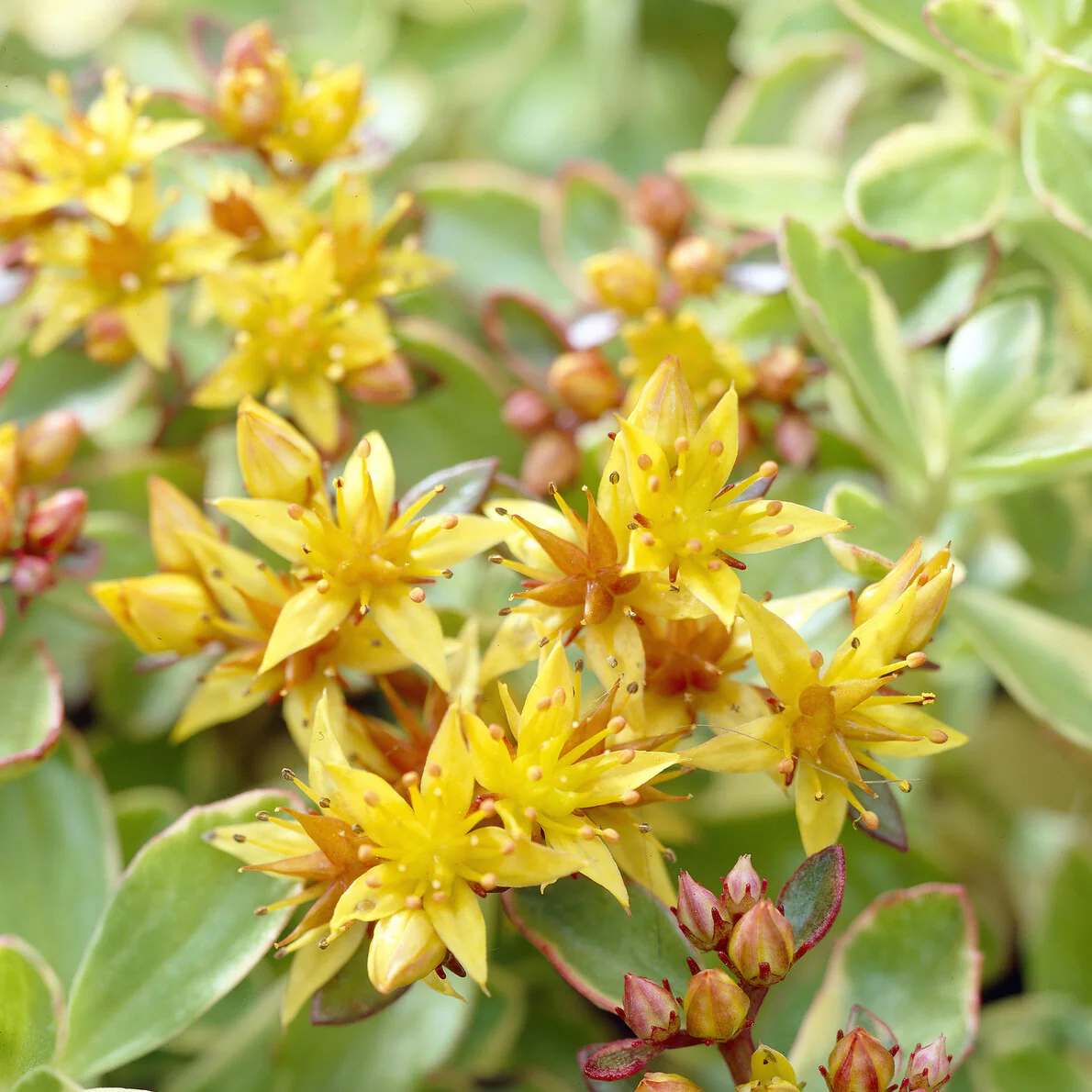 Sedum du Kamtschaka panaché - Image 2