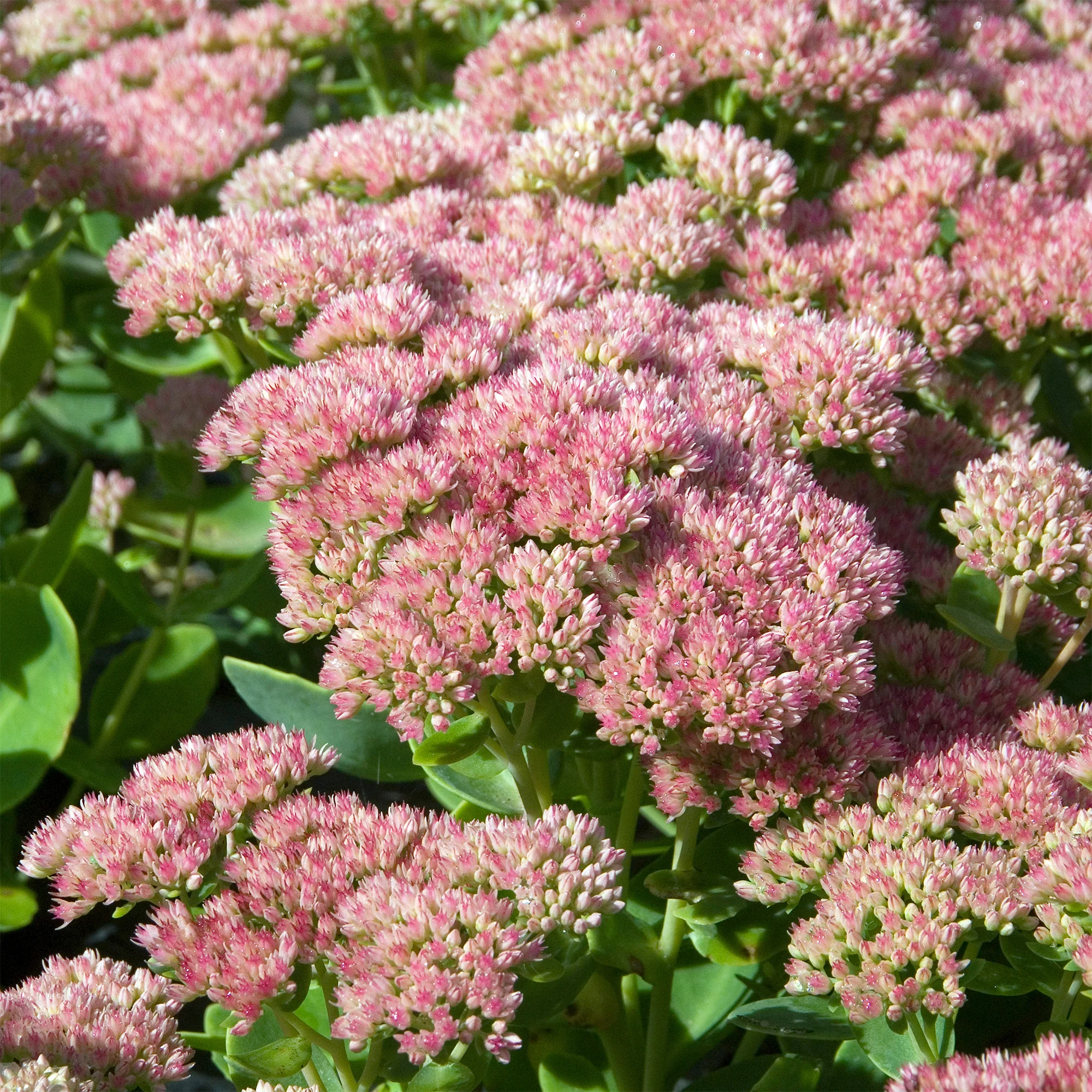 Sedum Herbstfreude - Autumn Joy