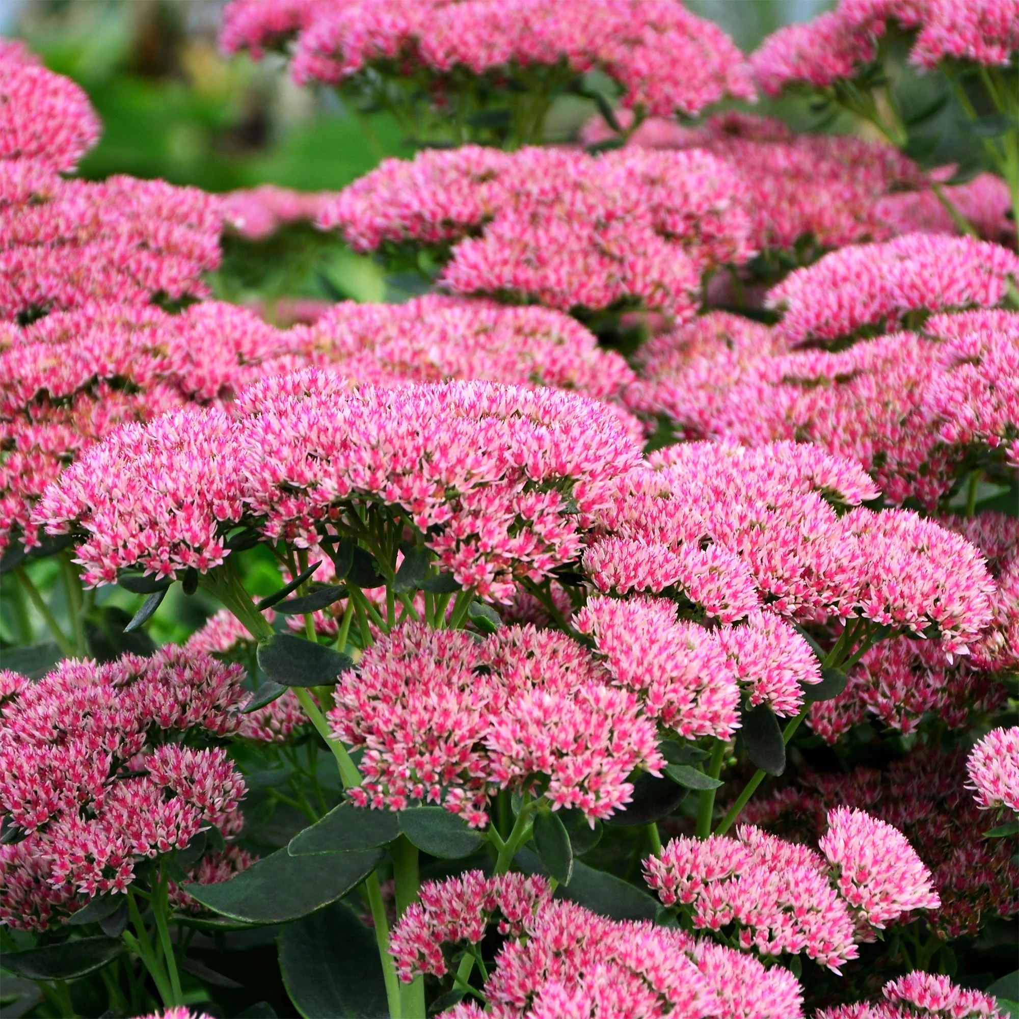 Sedum Herbstfreude - Autumn Joy - Image 2