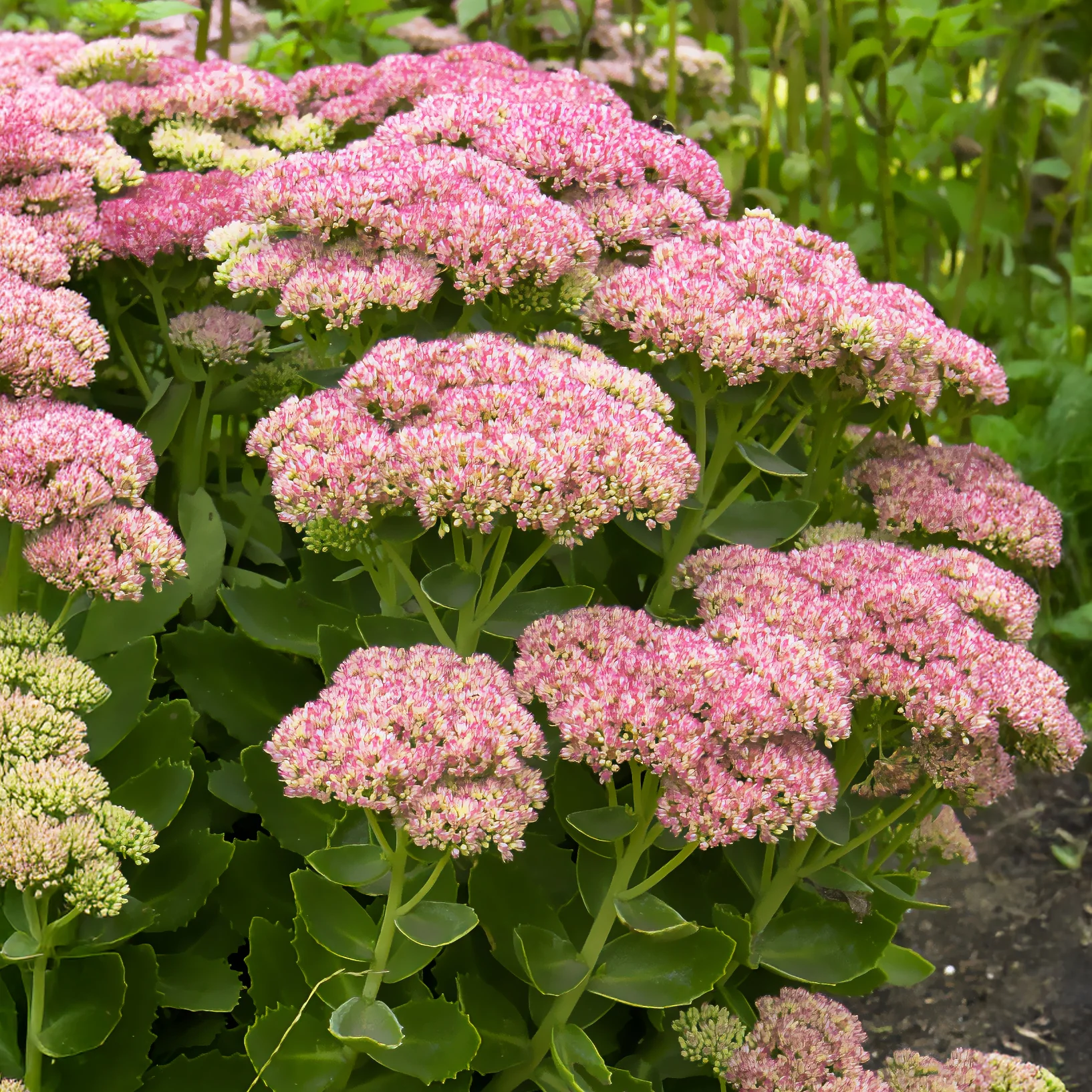 Sedum Herbstfreude - Autumn Joy - Image 3