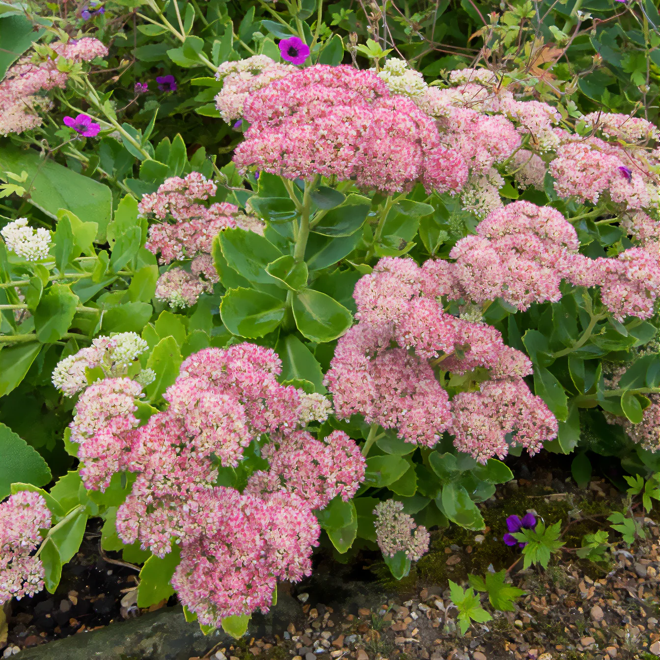 Sedum Herbstfreude - Autumn Joy - Image 4