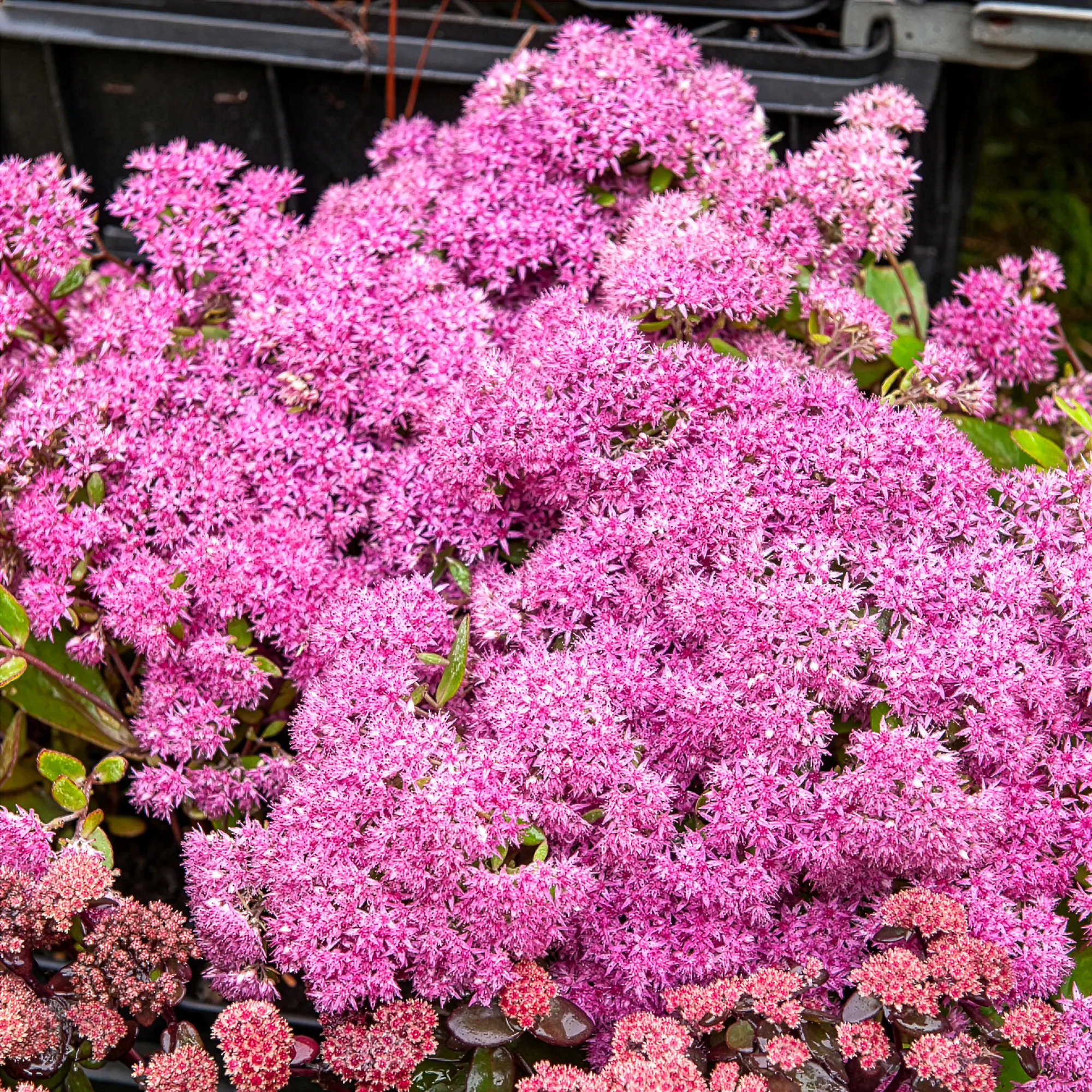 Sedum Mr Goodbud - Image 3