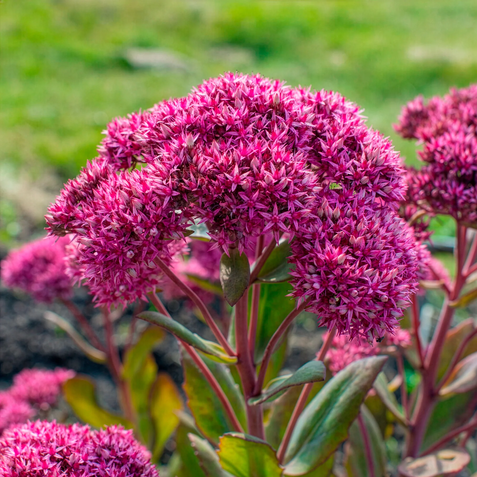 Sedum Mr Goodbud - Image 4