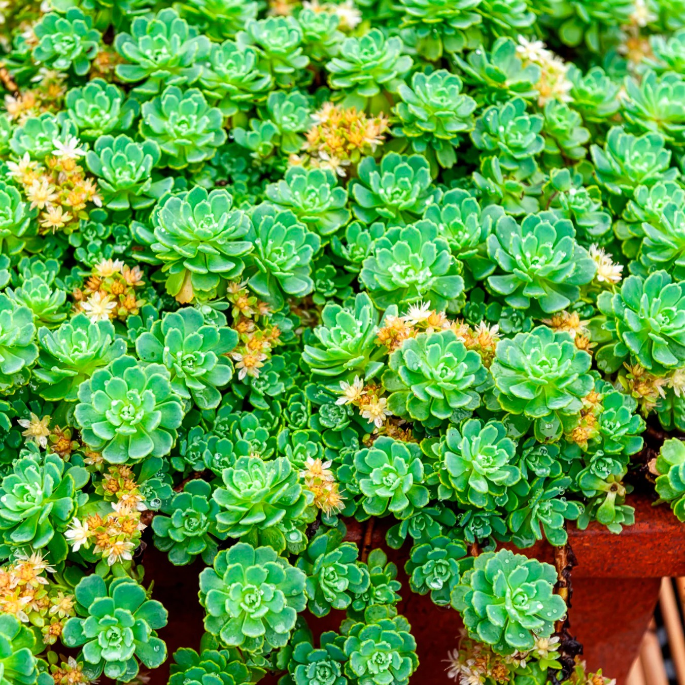Sedum pachyclados