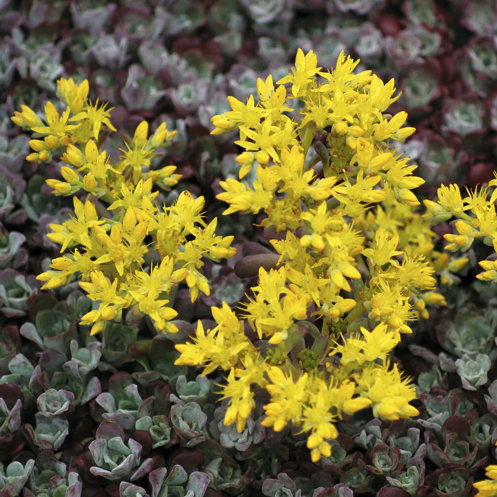 Sedum spatulé Purpureum