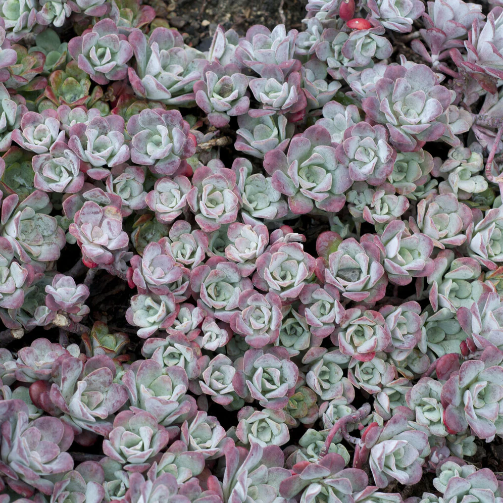 Sedum spatulé Purpureum - Image 2