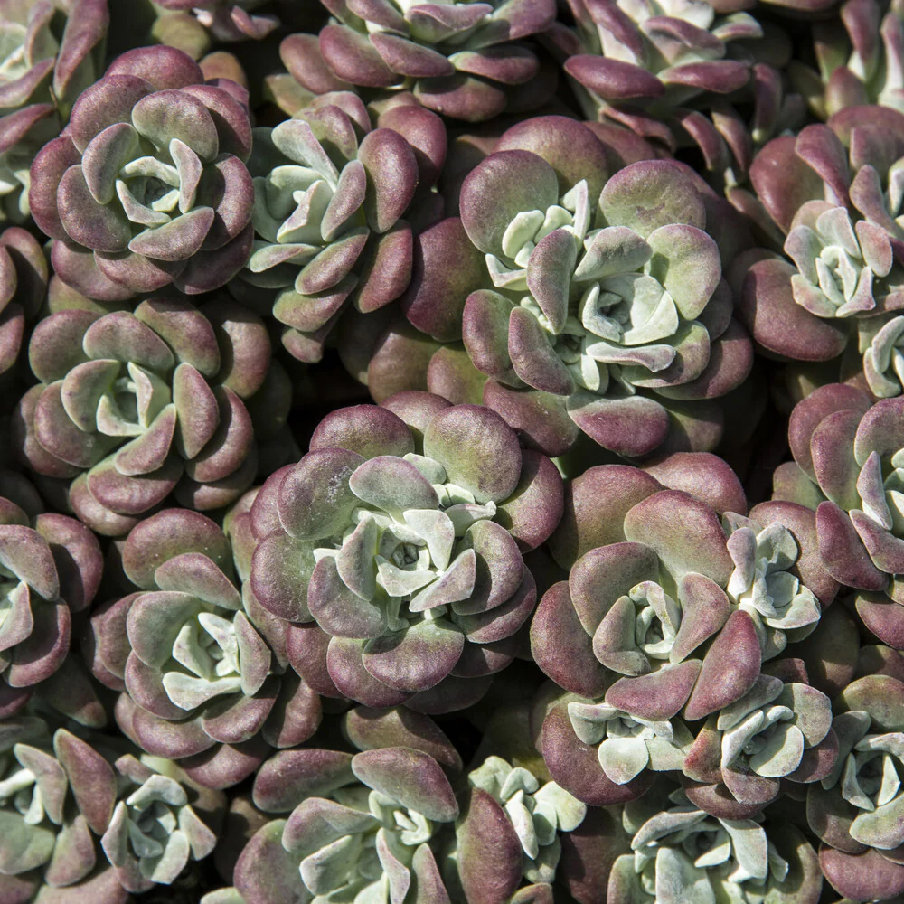 Sedum spatulé Purpureum - Image 3