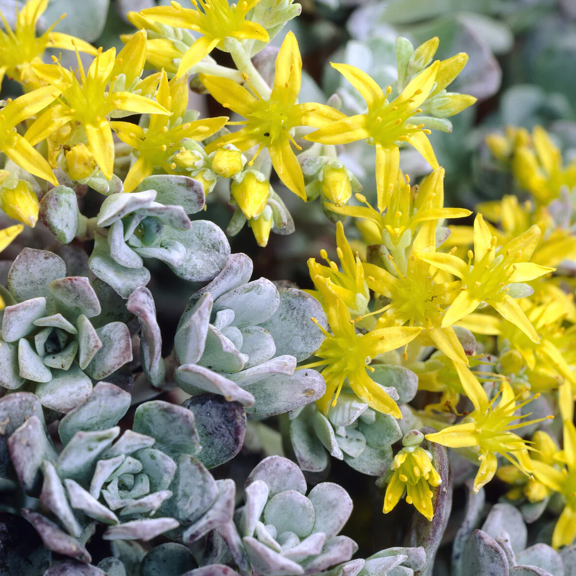 Sedum spatulé Purpureum - Image 4